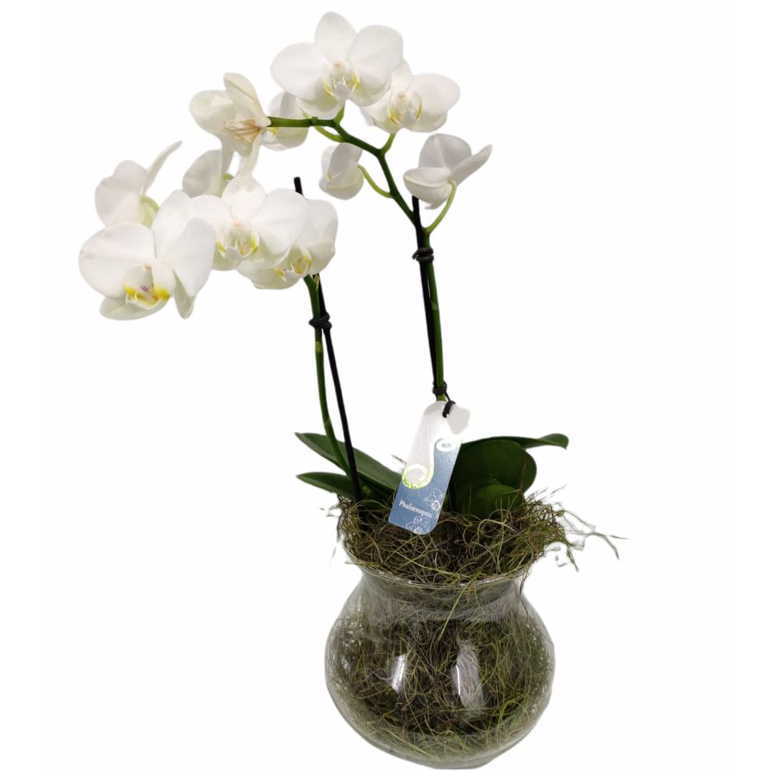 Mini Orquídea Branca – Doce Magia Flores