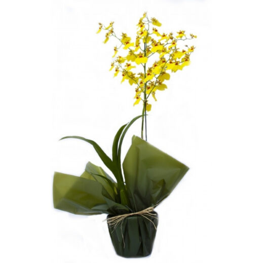 orquidea-chuva-de-ouro