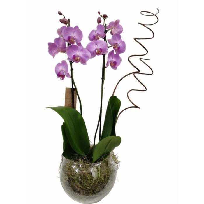 Mini Orquídea Roxa – Doce Magia Flores